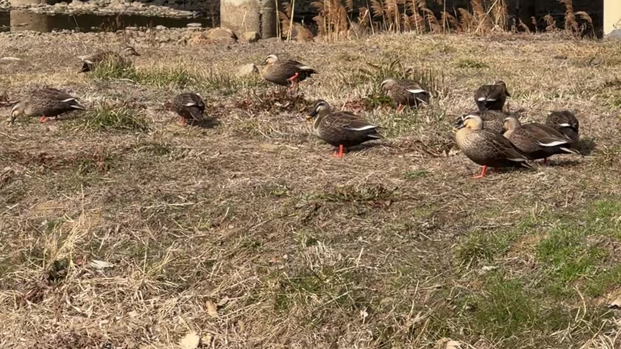The ducks are resting on the ground.