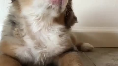 puppy head tilts