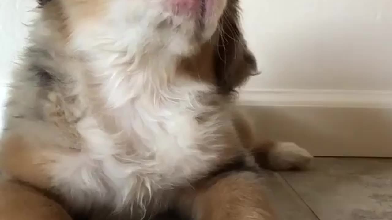puppy head tilts