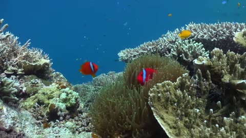 beautiful natural ocean 5