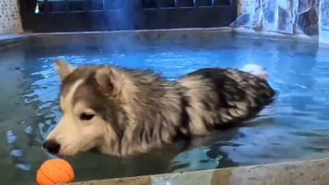 Husky enjoys his Dog Spa