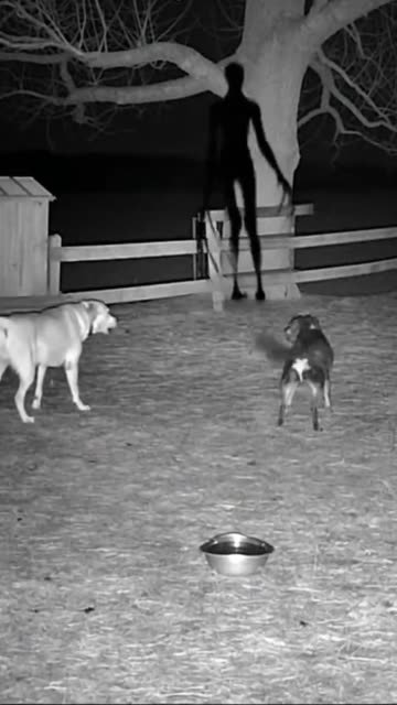 This Was Caught on a US Farm #CCTV #DogReaction #CaughtOnCamera #RealFootage