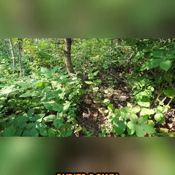 Secret Forest Find_ Unearthing the Mystery in the Woods! #livingoffgrid