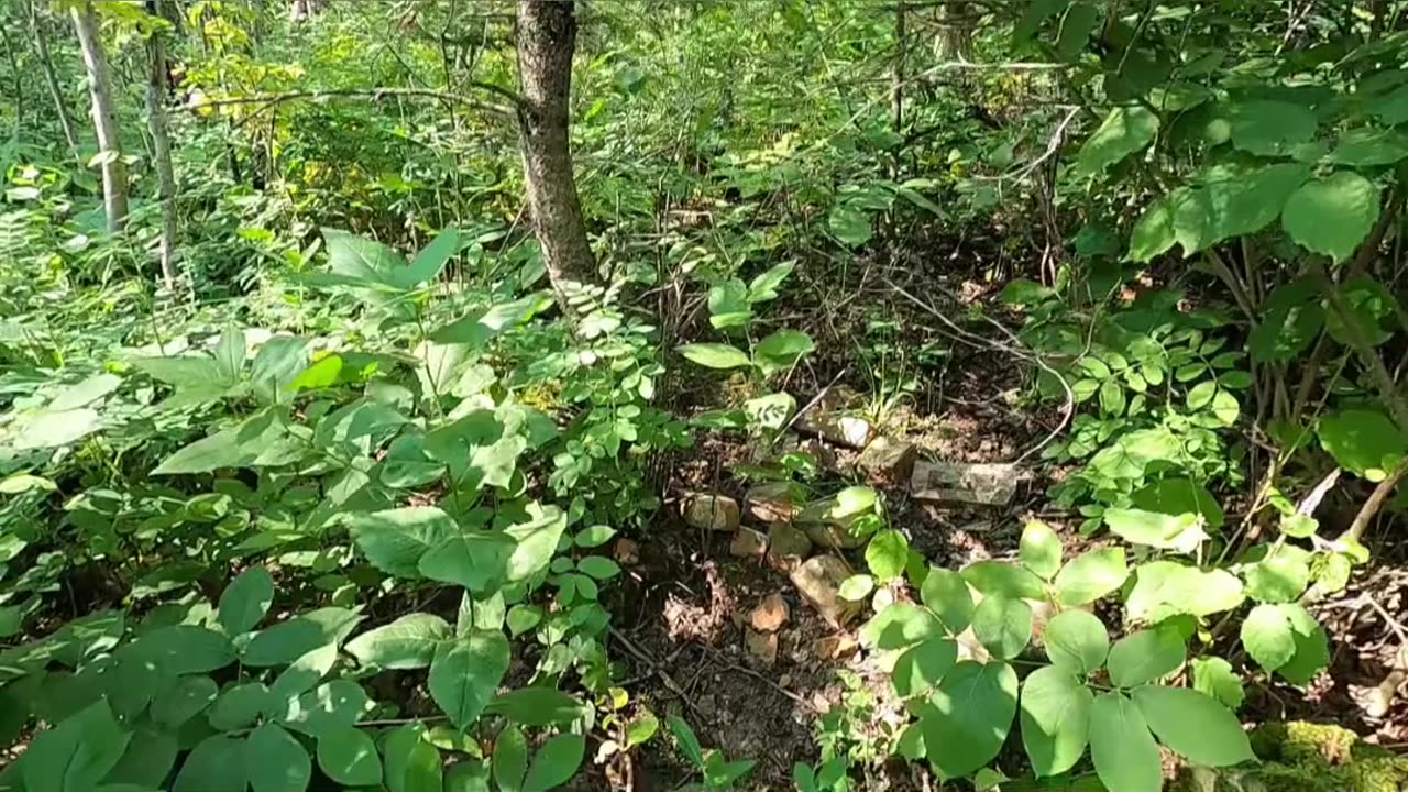 Secret Forest Find_ Unearthing the Mystery in the Woods! #livingoffgrid