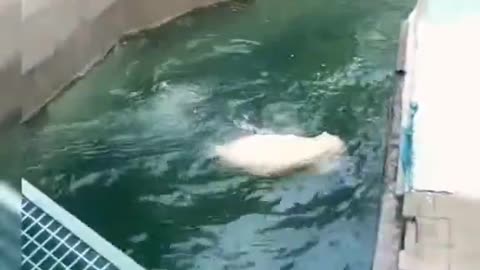 Polar Bear play time in the ice