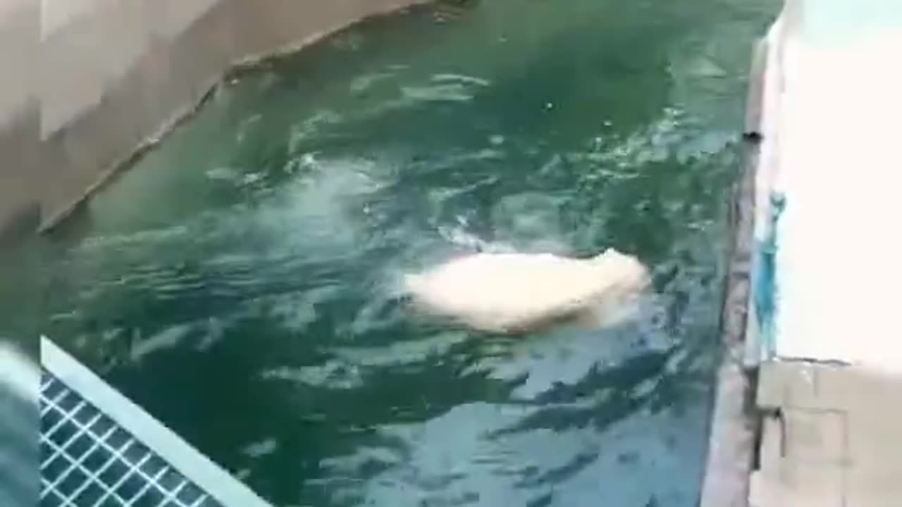Polar Bear play time in the ice