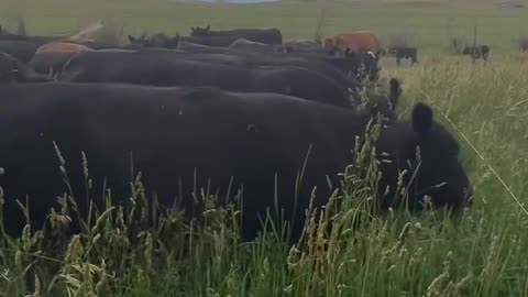 Cows Grazing at cartercountrymeats.com