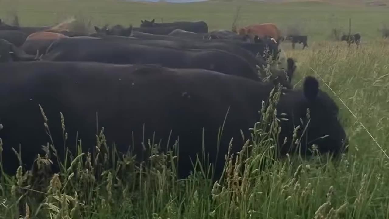 Cows Grazing at cartercountrymeats.com