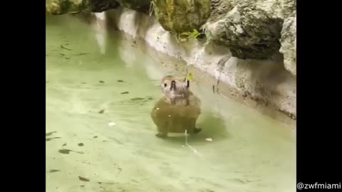 Funny Animals vedio every ( part 1)