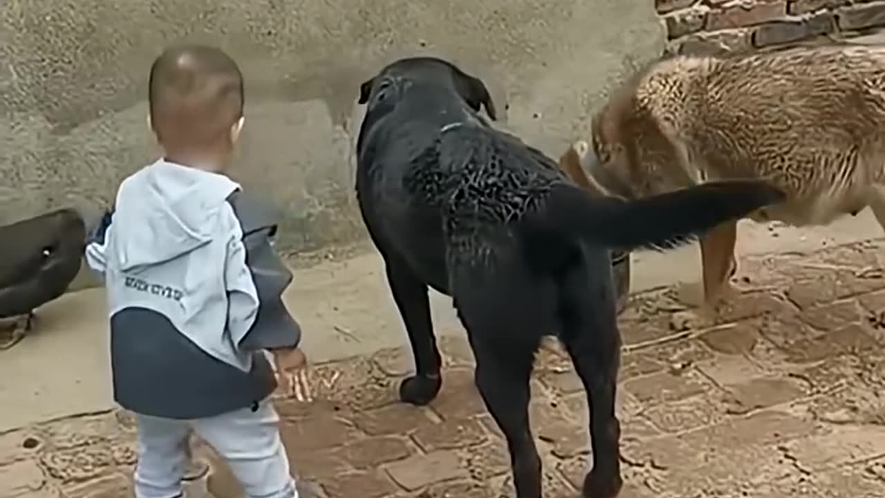 animals