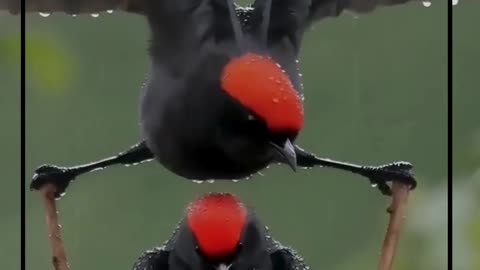 🐦❤️ Brave Bird Mom Protects Nest in Rain 🌧️🌿