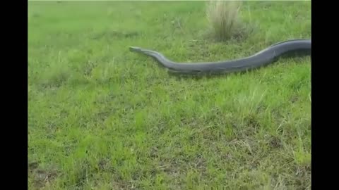 Internet’s Funniest Viral Videos: Non-Stop