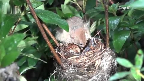 Cuckoo chicks after successful coup(Life cycle of Cuckoo).