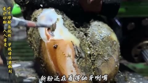 Cow Hoof Trimming ASMR – Satisfying & Relaxing"