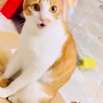 Cat twist #avooos #avani #reels #instagood #instagram #trending (online-video-cutter.com).mp4