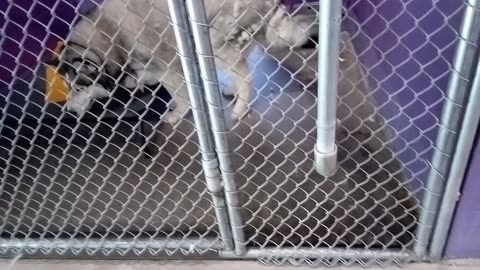 Hiro 7y Pet Id 943938 kennel 18 HSSAZ shelter too hungry to calm_20250530_124