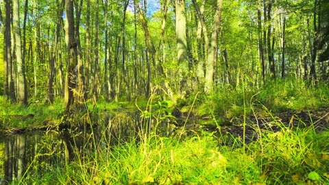 Green Radio: 24/7 Concert of Birds and Nature Sounds