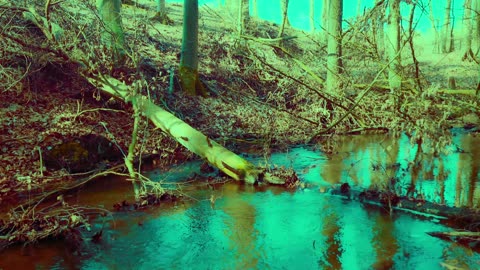 Green Radio: 24/7 Concert of Birds and Nature Sounds