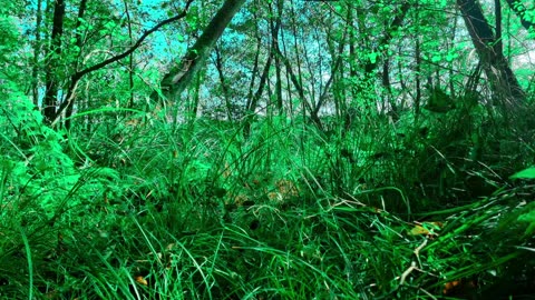 Green Radio: 24/7 Concert of Birds and Nature Sounds
