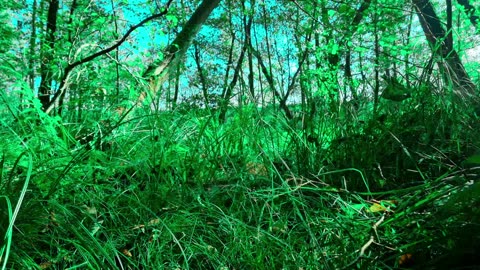 Green Radio: 24/7 Concert of Birds and Nature Sounds