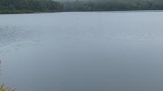 DID YOU SEE THE CORMORANT?
