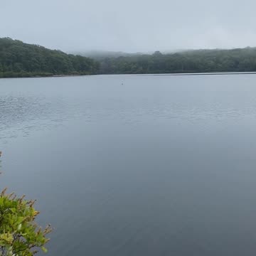 DID YOU SEE THE CORMORANT?