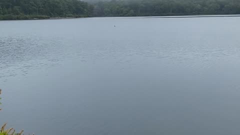 DID YOU SEE THE CORMORANT?