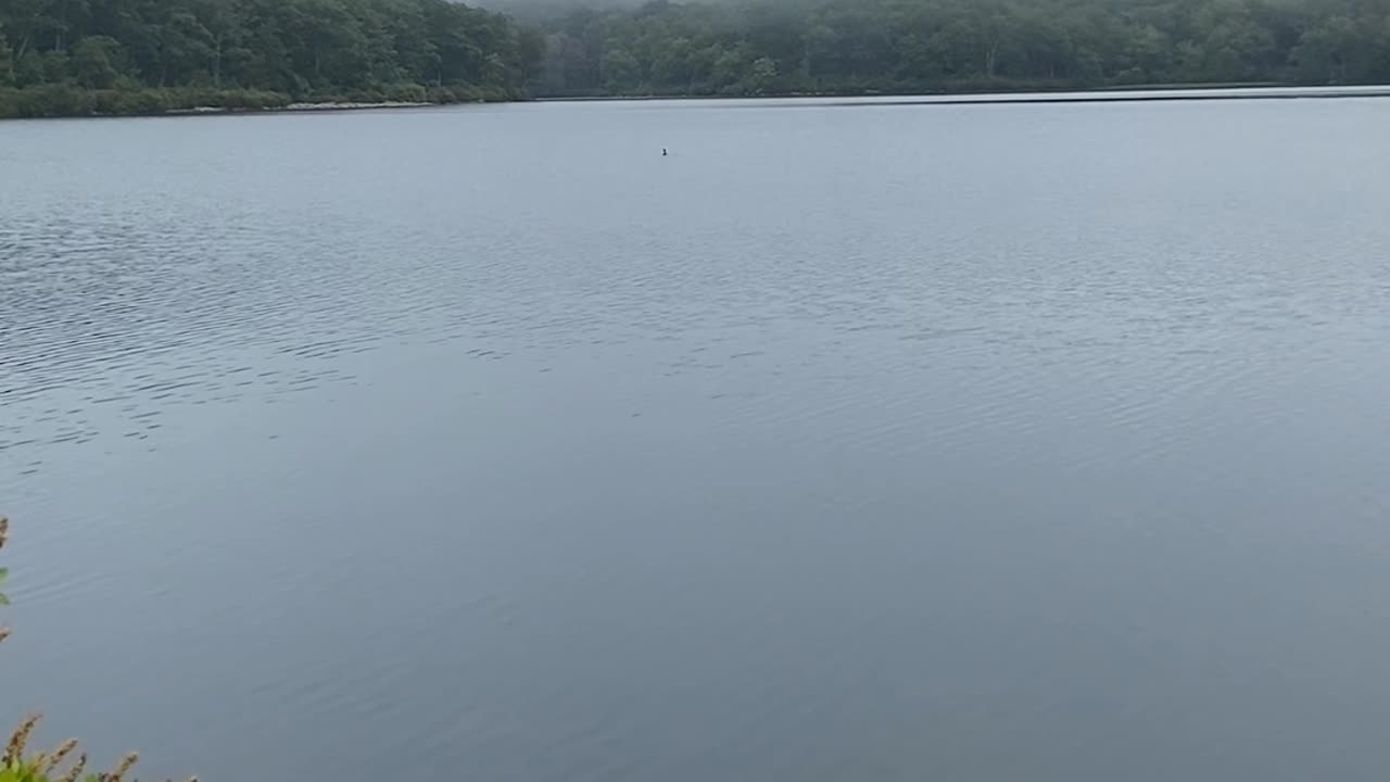 DID YOU SEE THE CORMORANT?