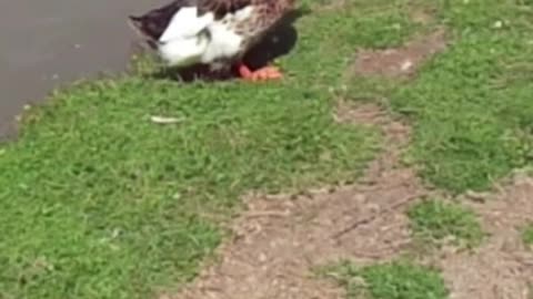 duck