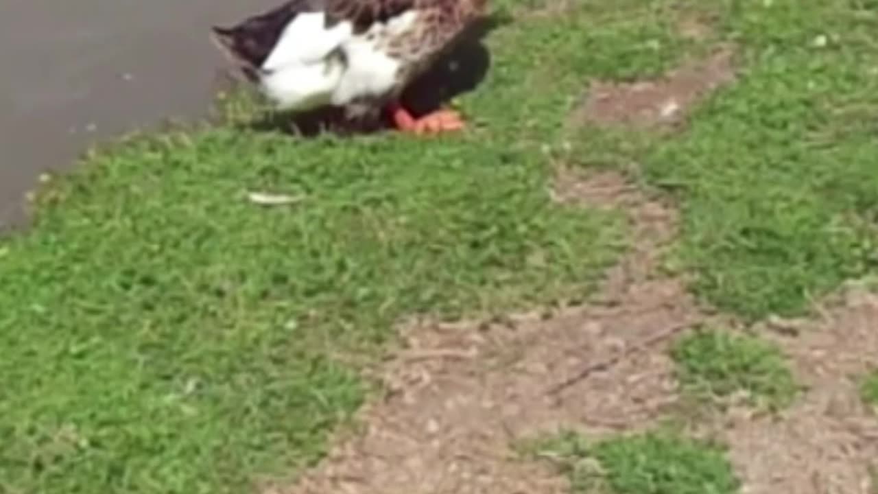 duck