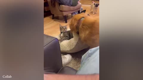 Funniest Animal Videos 2025! 🤣 Non-Stop Laughs Guaranteed! 🐶😂