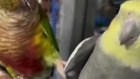 Sing A Song