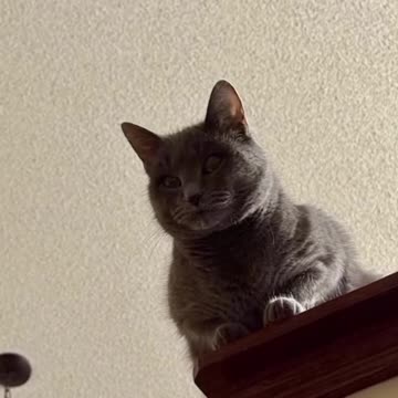 "Frenky’s Funniest Moments 🤣 | Pets, Laughs & Crazy Chaos!"