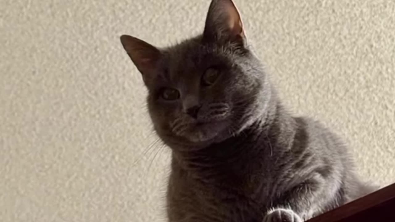 "Frenky’s Funniest Moments 🤣 | Pets, Laughs & Crazy Chaos!"