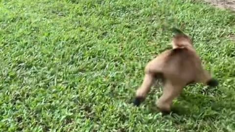 Happy Baby Goats Jumping Around