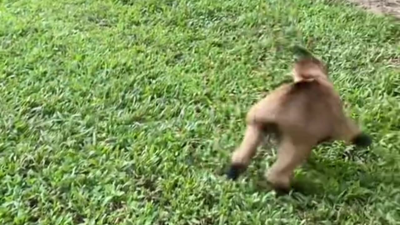 Happy Baby Goats Jumping Around