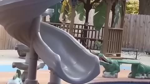 Animals Funny Video