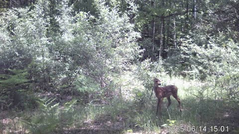 cam 6 5 do we have fairies on our land