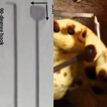 Tandoor Scraper & Hook