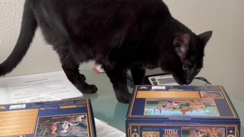 Cute Precious Piper Inspects the Desktop - My Adopted Shelter Cat Vlog #shorts