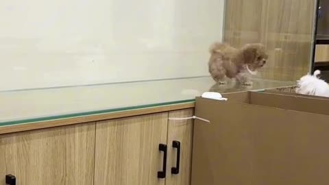 A Cute puppy Dancing at Kitchen Table