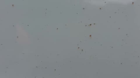 Did you know about this? Why do I have rust spots on my truck? #rust #truck