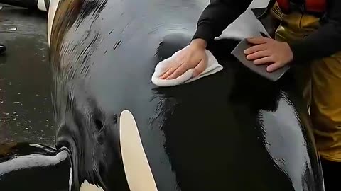 Orca Covered in Barnacles Gets a Life-Changing Ocean Rescue