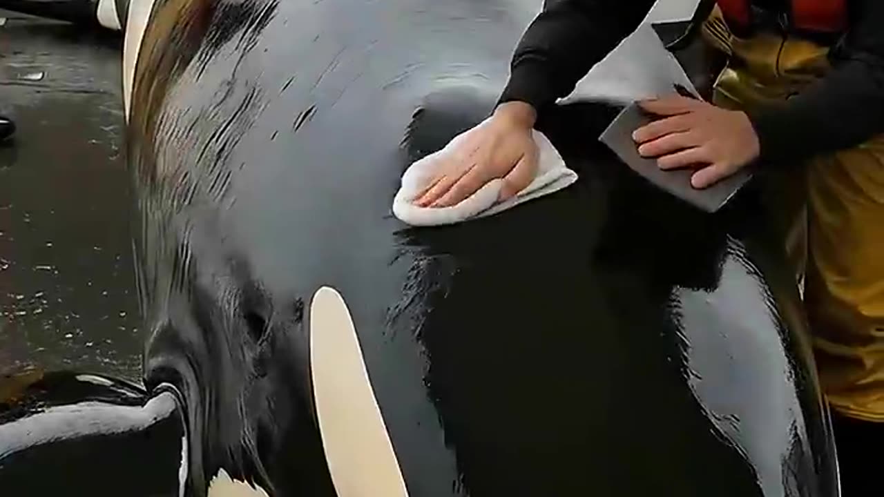 Orca Covered in Barnacles Gets a Life-Changing Ocean Rescue