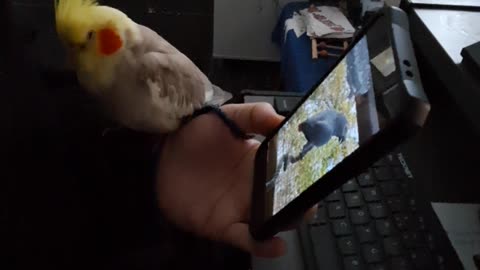 Quincy & Willow Facetime