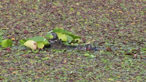 Pied Billed Grebe Family