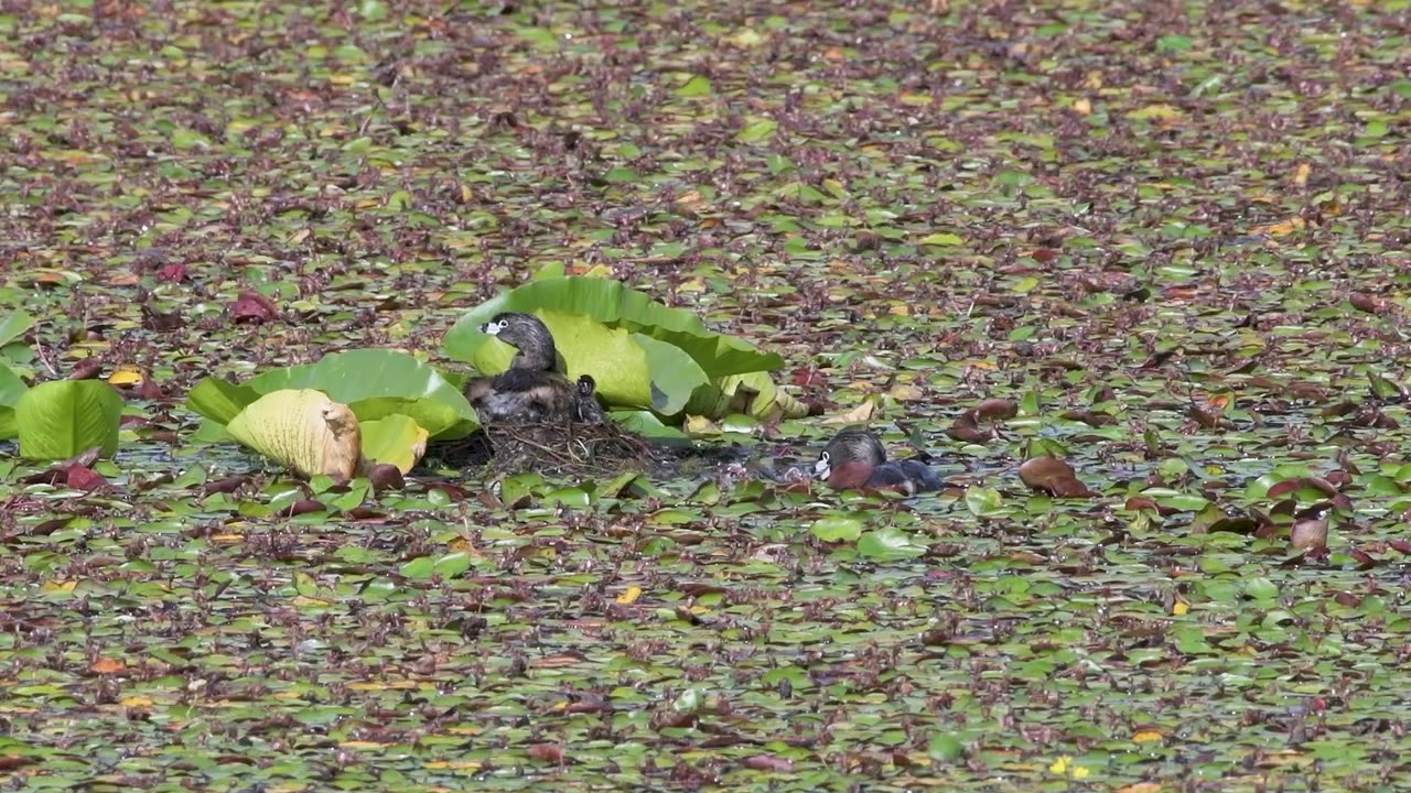 Pied Billed Grebe Family