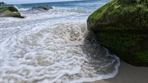 Intro with a Seal and Coastal Chill Time #4k #sunny #waves #seal San Diego July 2025