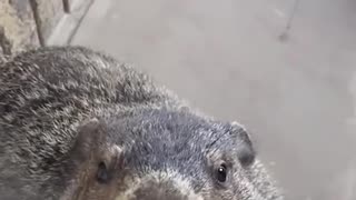 😂🌿 Groundhog's Hilarious Encounter! | FunFM