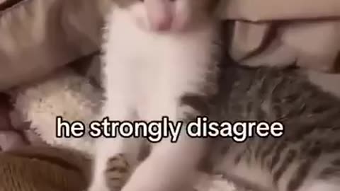 Cat strongly disagrees